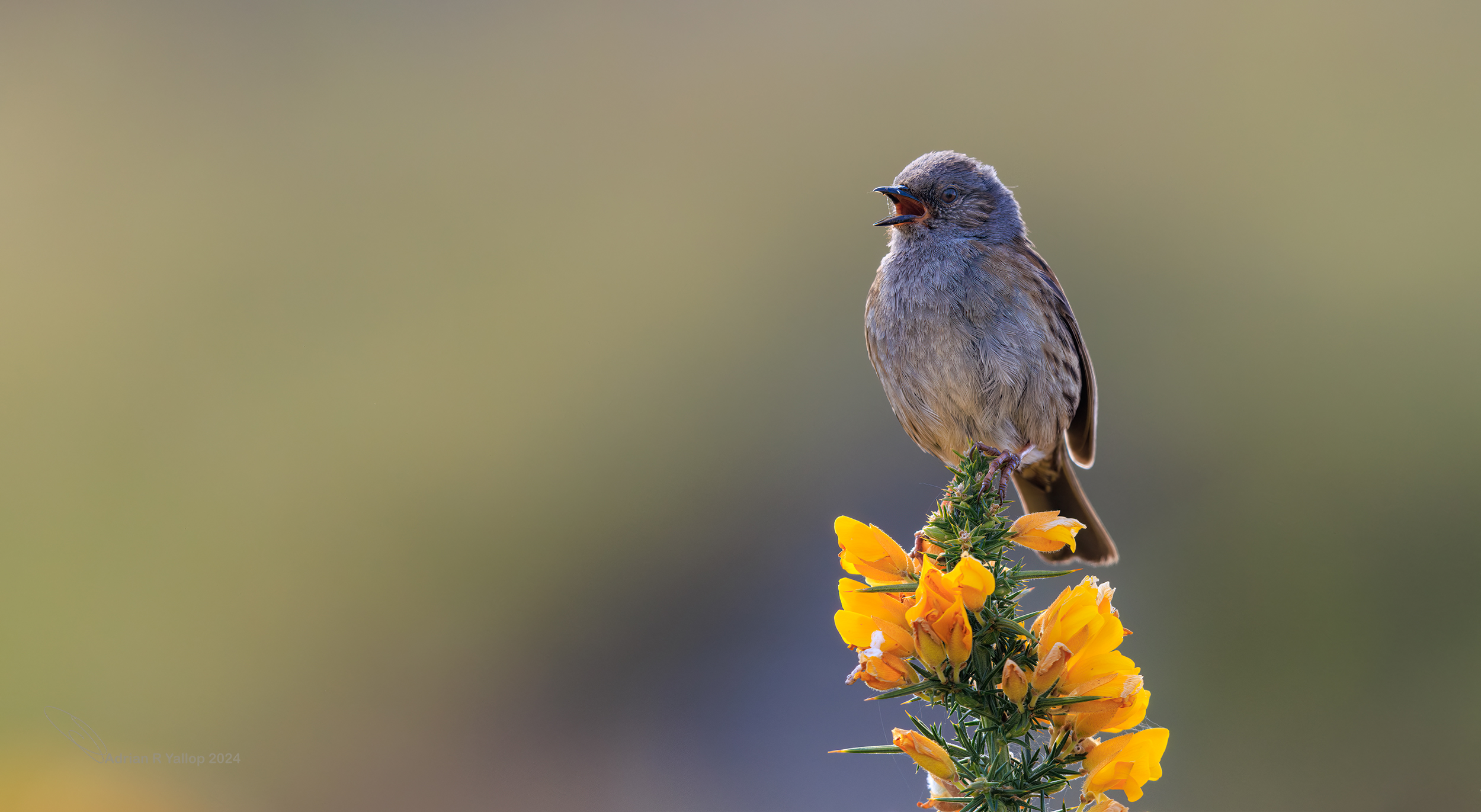 Saxicola rubicola stonechat juvenile chatting 
